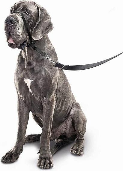 Image du produit beaphar Collier Gentle Leader S, noir (S, Chien)