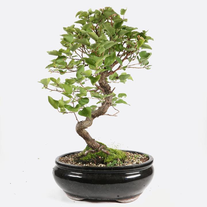Bonsai.ch Prunus domestica Pflaume cm - kaufen bei Galaxus - Galaxus