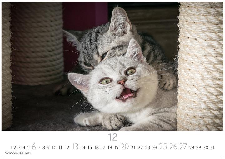 Immagine prodotto Funny Cats 2026 S 24x35cm (24 x 35 cm)