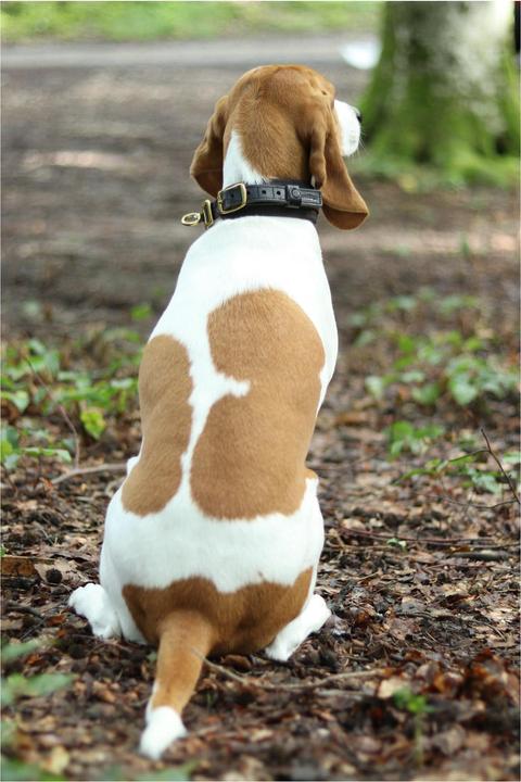 Actual product image Niggeloh Collar DeLuxe (M, Dog, General)