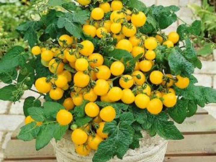 Image du produit Sativa Tomate cerise jaune (Graines de légumes)