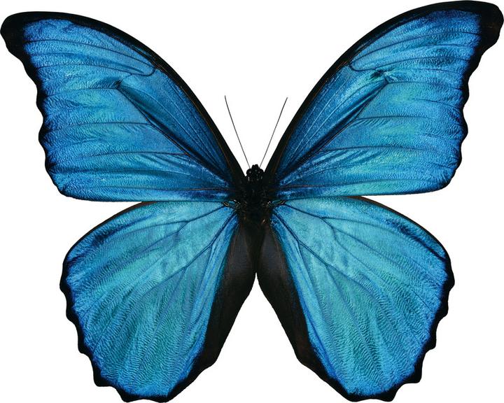 Actual product image Pentel Pinselstift (1 x)