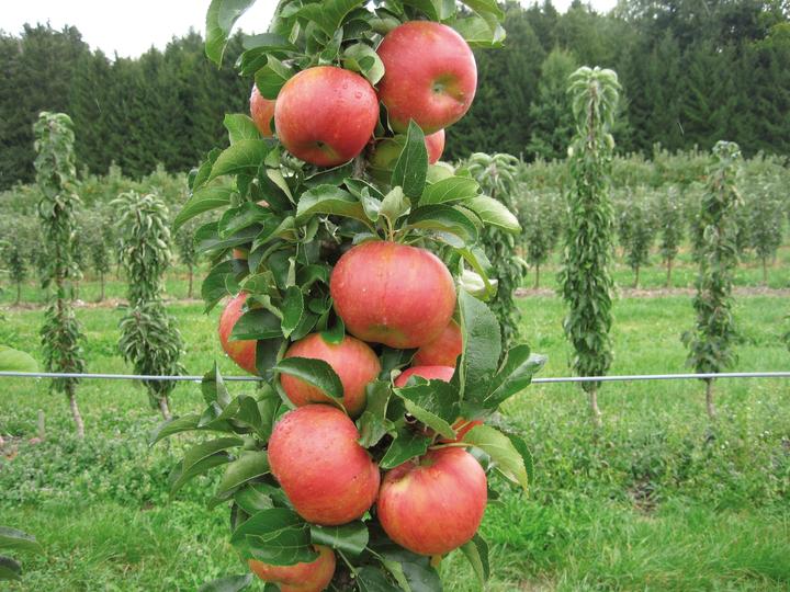 Immagine prodotto Rondo granchio mela (100 cm)