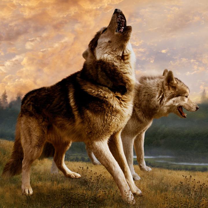 Produktbild Wölfe/Wolves 2026