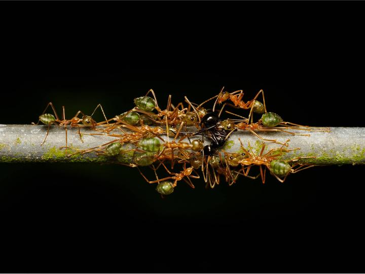 Immagine prodotto OM System M.Zuiko Digital ED 90mm f/3.5 Macro IS Pro (Micro Four Thirds, Micro Four Thirds)