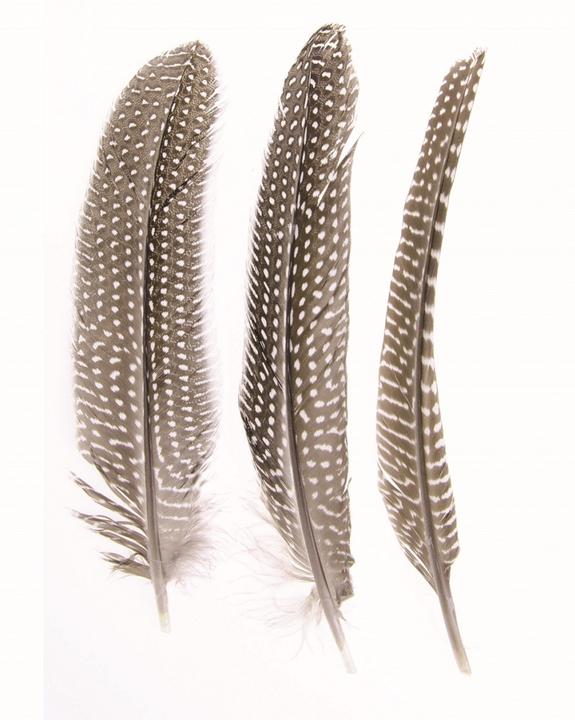 Produktbild Glorex Perlhuhn Federn