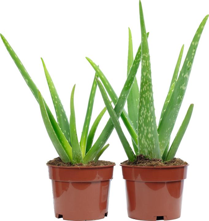 wo bekommt man aloe vera blätter Bio Aloe Vera Frischblatt bestellen main image 1