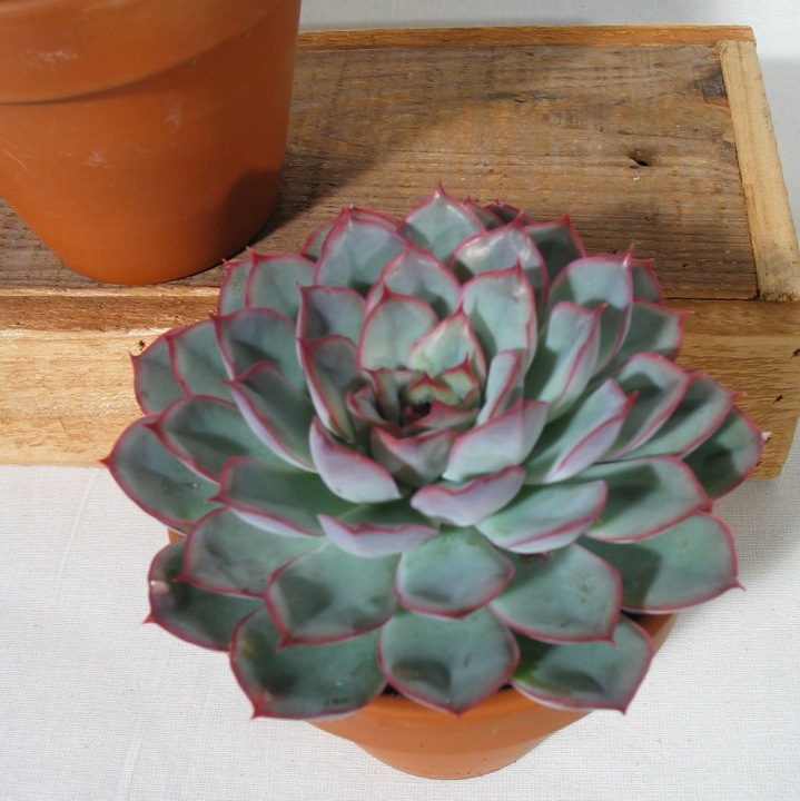 Actual product image Kakteen Gautschi Echeveria (15 cm)