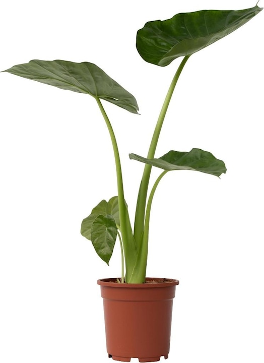 Produktbild Plant in a Box Alocasia macrorrhizos - Riesenohr (70 cm)