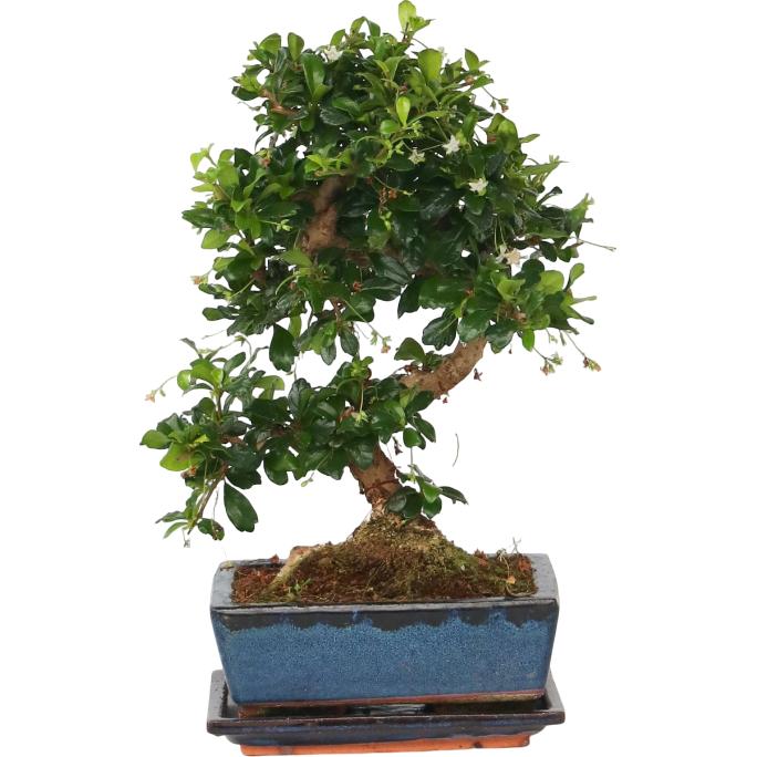Plant in a Box, Pflanzen, Carmona microphylla - Bonsaibaume (20 cm)