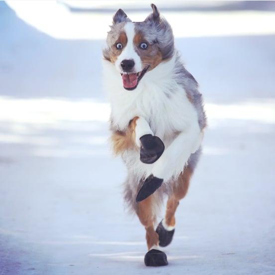 Productafbeelding Pawz Hondenschoen XXXS 2,5cm zwart 12 stuks - (278092) (Hondenschoenen)