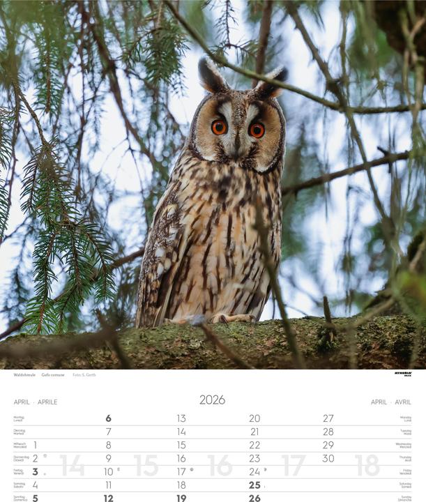 Produktbild Tiere der Alpen - Kalender 2026