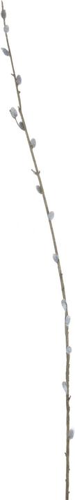 Hill Interiors Artificial Plant Willow Catkin