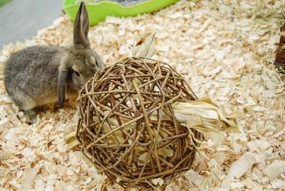 Actual product image Happy Pet Speelbal Wilg Nature First