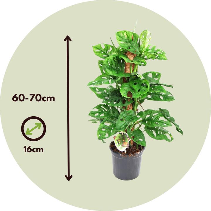 Produktbild Plant in a Box Monstera Monkey Mask - Affenmaskpflanze auf einem Stab (60 cm)