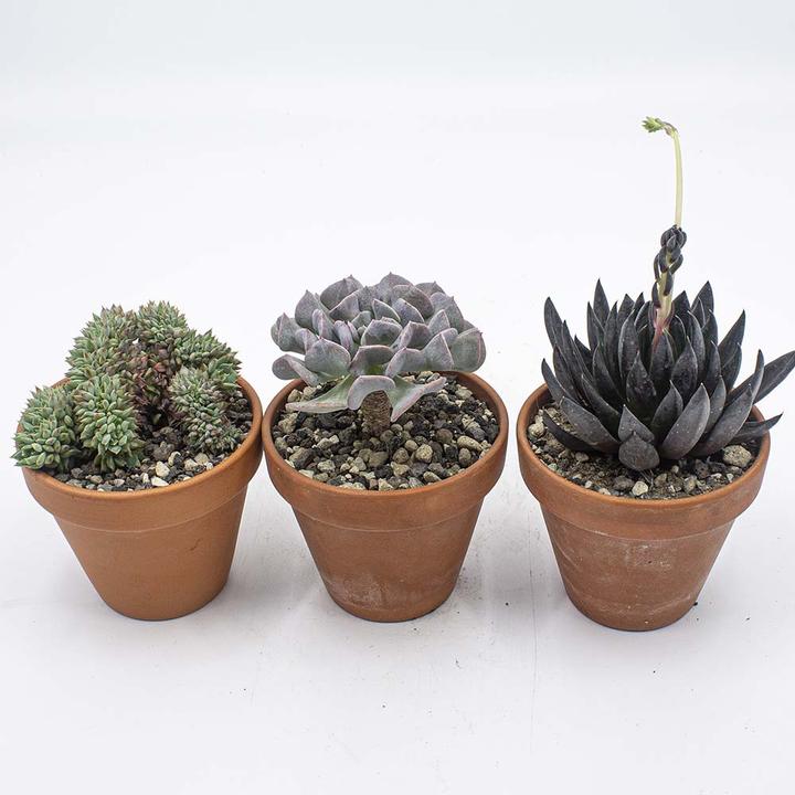 Produktbild Kakteen Gautschi Sukkulenten-Set 5 (15 cm)