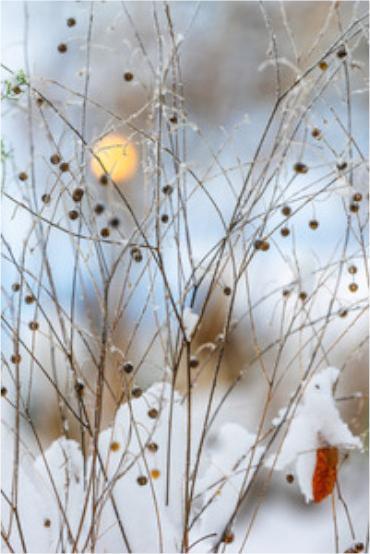 Produktbild Art Bula Karte 12,2x17,5cm Winterliche Halme