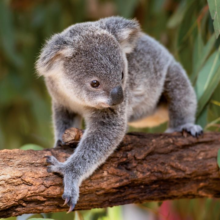 Produktbild Koalas 2026 (30 x 30 cm)