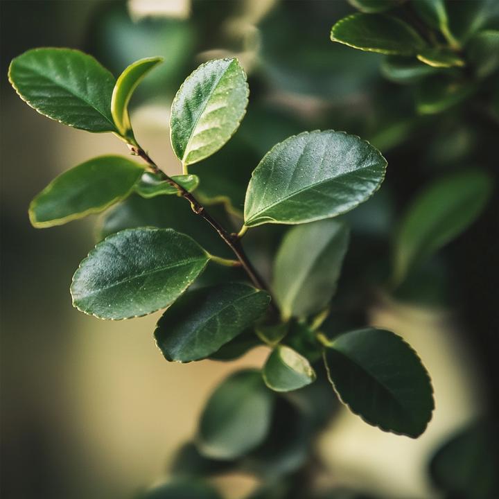 Image du produit Plant in a Box Carmona microphylla - Bonsaibaume (25 cm)