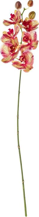 Actual product image pfister Orchid