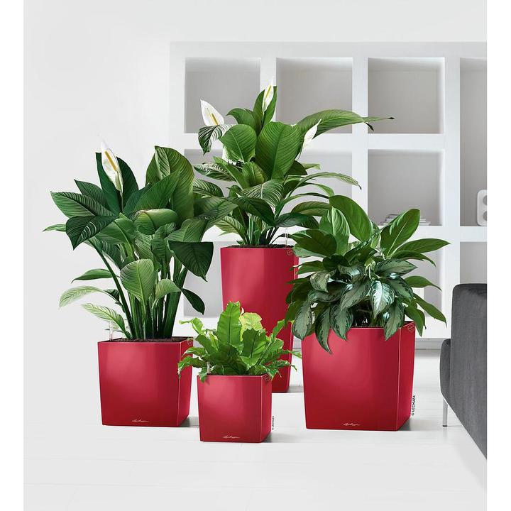 Productafbeelding Lechuza Kubus (39 x 39 x 40 cm)