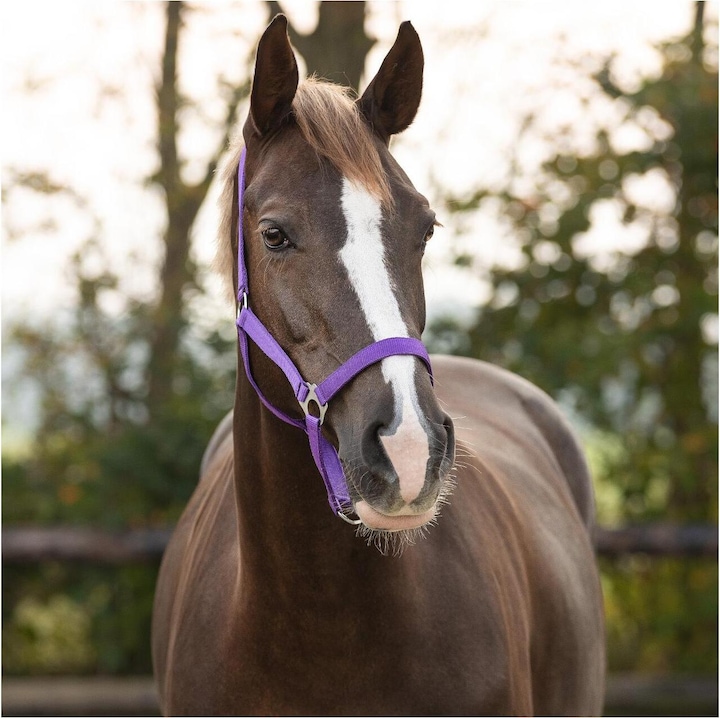 Actual product image Qhp Nylon halter with sliding buckle