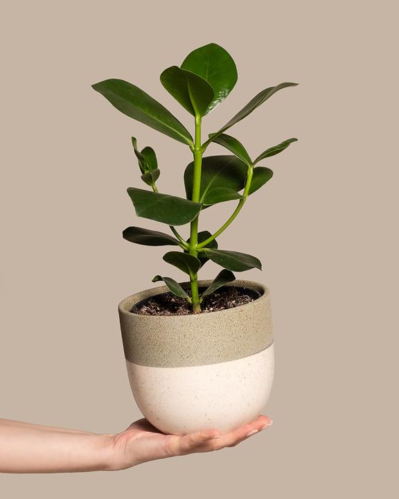 Produktbild feey Clusia rosea 'Princess' (30 cm, Frisch umgetopft)