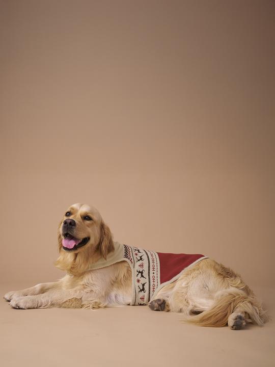 Actual product image Vertbaudet Christmas jumper (S, Dog jumper)
