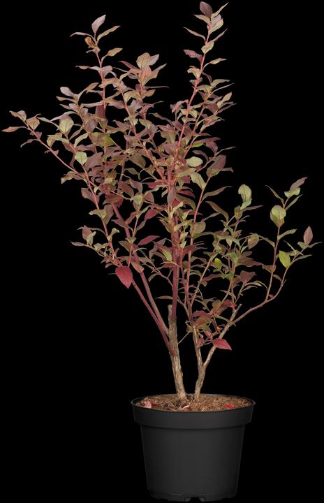 Myrtille Bluecrop (60 cm)