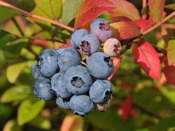 Image du produit Myrtille Bluecrop (60 cm)