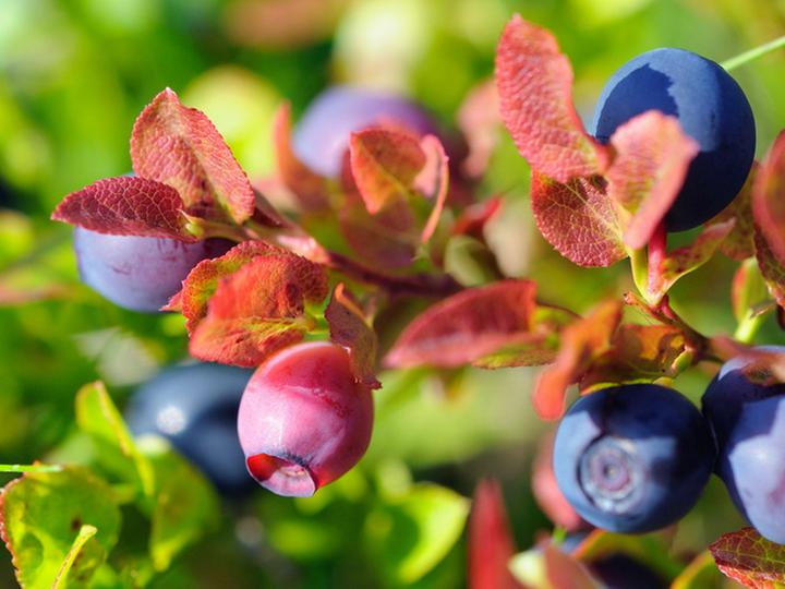 Image du produit Myrtille Bluecrop (60 cm)