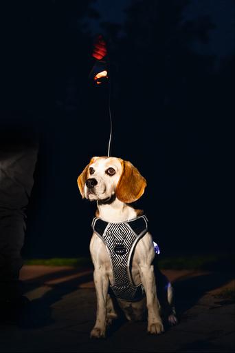 Actual product image Beeztees Safety Gear Y-harness (Dog, General)