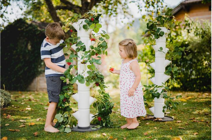 Actual product image Gusta Garden Sissi Strawberry (27 cm)