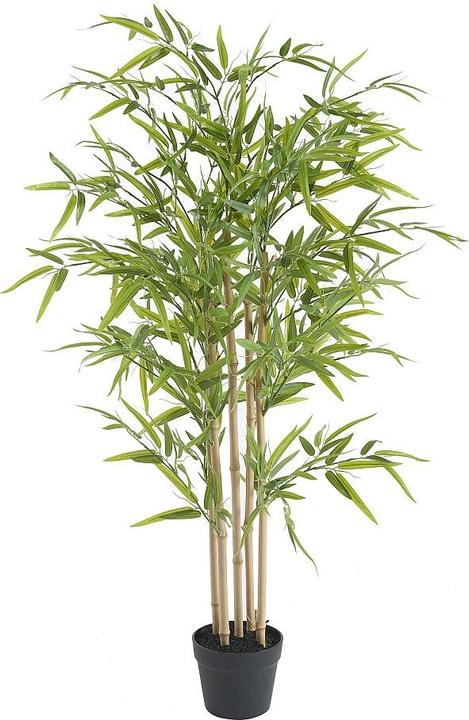 Immagine prodotto Ozaia Bambouseraie (122 cm)