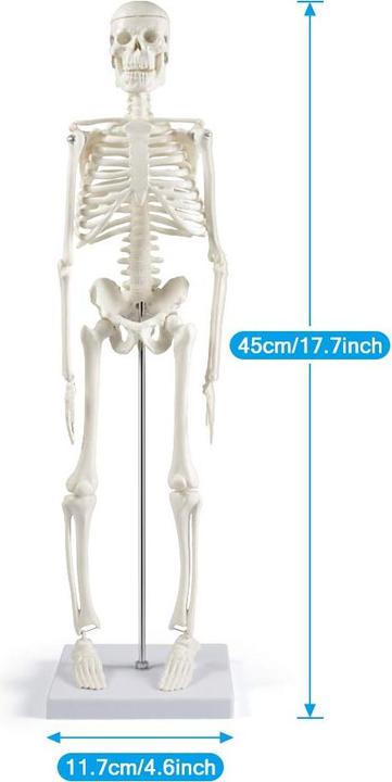 Produktbild breesky Anatomie-Skelettmodell 45 cm (beweglich)
