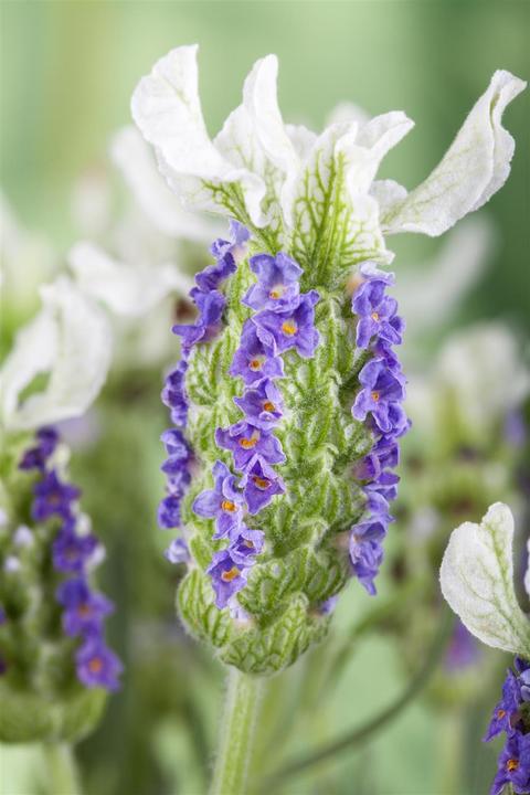 Image du produit Lavande papillon