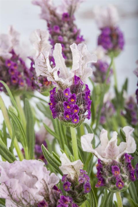 Image du produit Lavande papillon