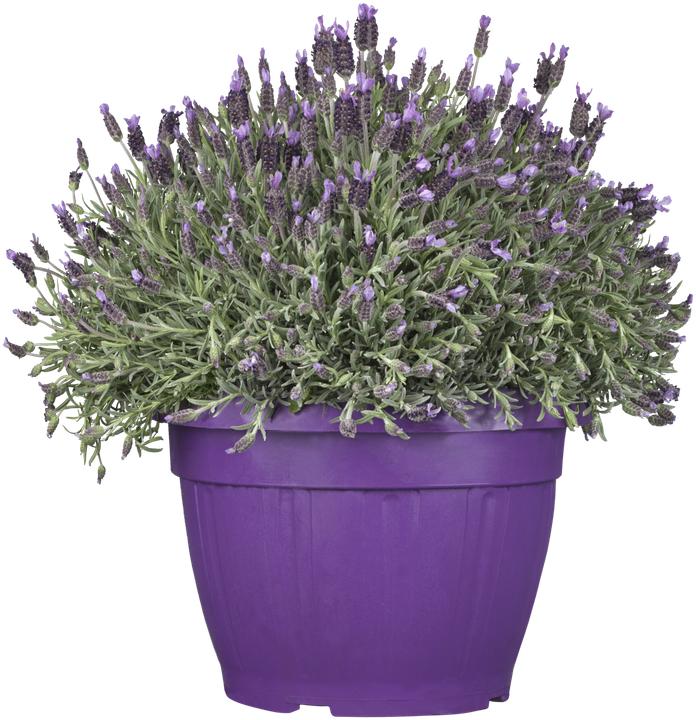 Image du produit Lavande papillon