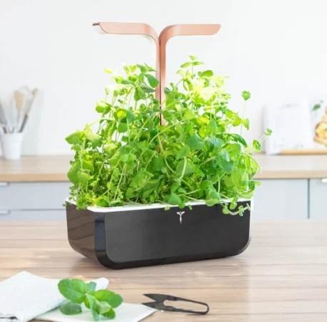 Produktbild Véritable 3760262511085 (Kräutersamen)