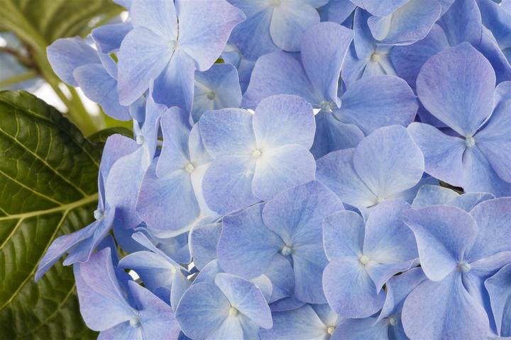 Image du produit Hortensia (50 cm)