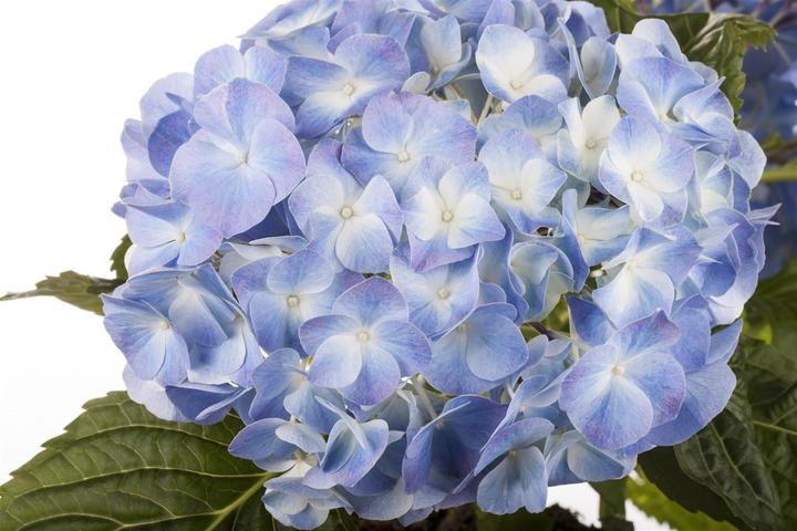 Image du produit Hortensia (50 cm)