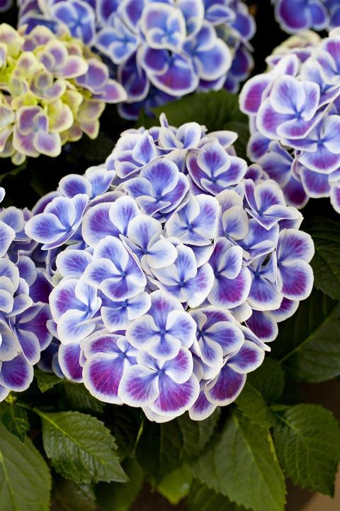 Image du produit Hortensia (50 cm)