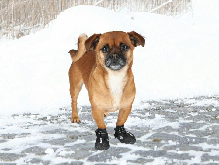 Produktbild Trixie Walker Active (XS, Hundeschuhe)