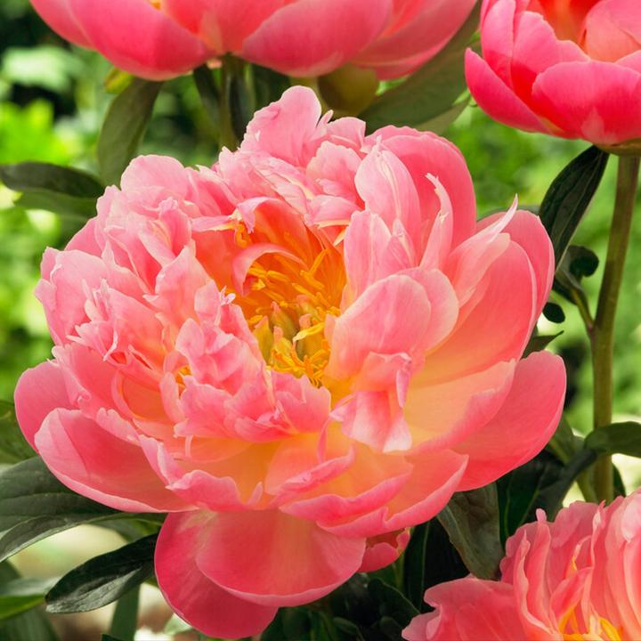 Produktbild Plant in a Box Paeonia Pink Hawaiian Coral - 2er Set Pfingstrose (10 cm)