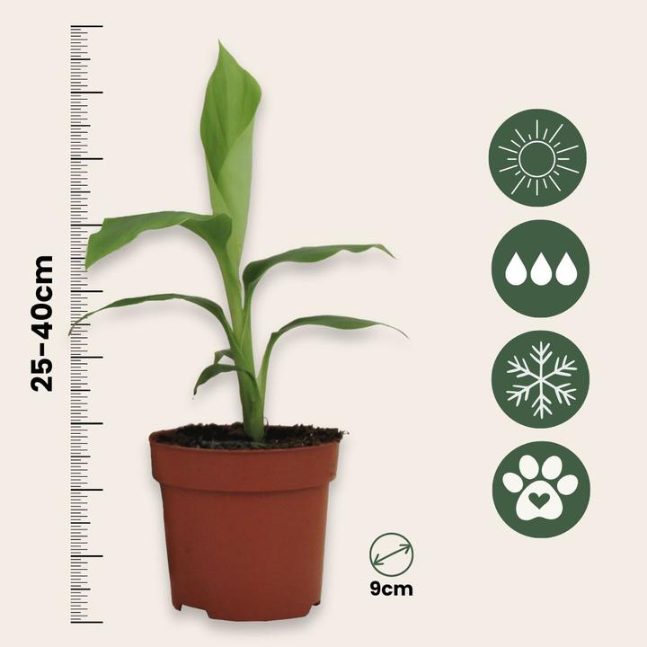 Produktbild Plant in a Box Musa Basjoo - (25 cm)