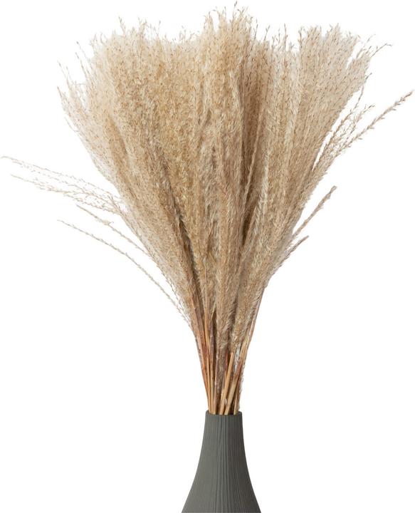 Image du produit Natura Punto Herbe de la pampa (Herbe de la pampa)