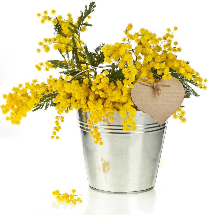 Immagine prodotto Natura Punto Secchio in zinco con coperchio e manico, capacità 12 l (29.50 cm)