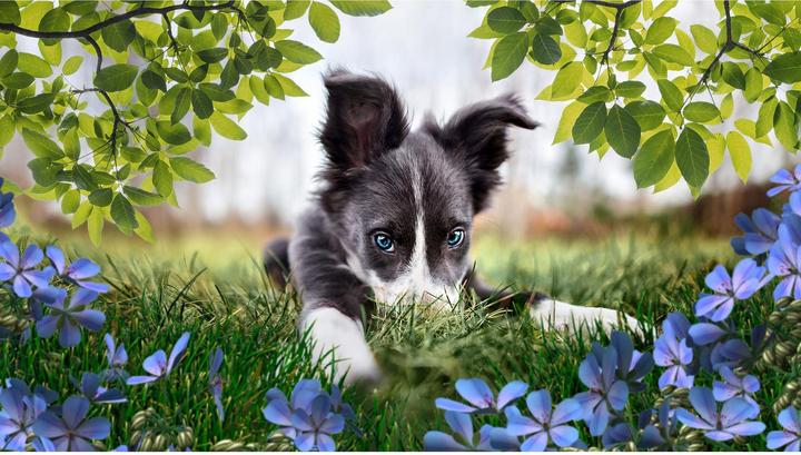 Produktbild Adobe Photoshop Elements 2023/2023/German/Multiple Platforms/Retail/1 User (1 User, unbegrenzt)