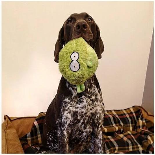 Actual product image Coockoo TOY GARY Rožinis 17x20x12cm 304/468579 (Plush toy dog)