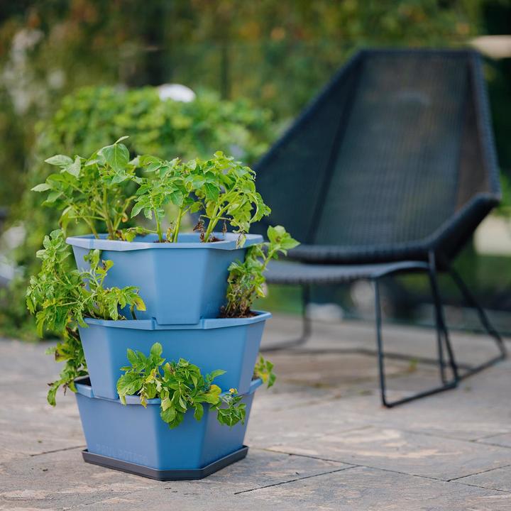 Actual product image Gusta Garden PAUL POTATO Starter Coaster